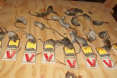 mouse trapping