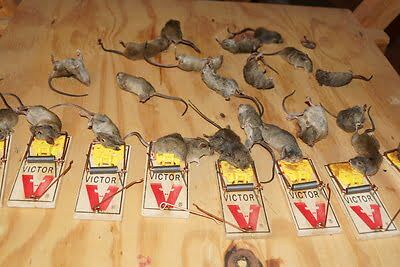 rodent trapping